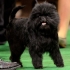 Affenpinscher