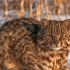 Amur cat