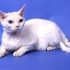 Devon rex