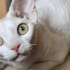 Devon rex