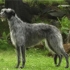 Deerhound - ladný chrt, původem ze skotska. Fotka plemene