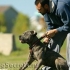 Trénink cane corso