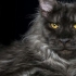 Smoky maine coon - charakteristika a popis plemene