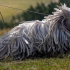 Komondor (maďarský ovčák)