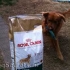 Royal canin krmivo pro psy (royal cain). Recenze