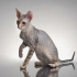 Cornish rex