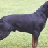 Popis rottweiler