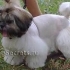 Funkce střihu shih tzu