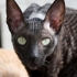 Plemeno koček cornish rex