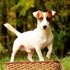 Pravidla výcviku a nuance výchovy jack russell teriéra