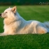 Samoyed pes (samoyed, samoyed svitz)