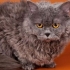 Selkirk rex