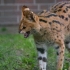 Serval