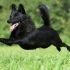 Schipperke