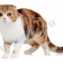 Scottish fold cat (scottish fold)