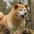 Shiba inu (shiba inu)