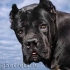 Standard a vlastnosti cane corso