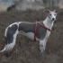 Whippet (malý anglický chrt)