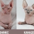 Jaký je rozdíl mezi kanadským a donským sphynxem?