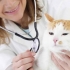 Cat veterinář - 4 specializovaná volba kritéria pro domácí mazlíčky