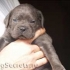 Výběr štěněte cane corso